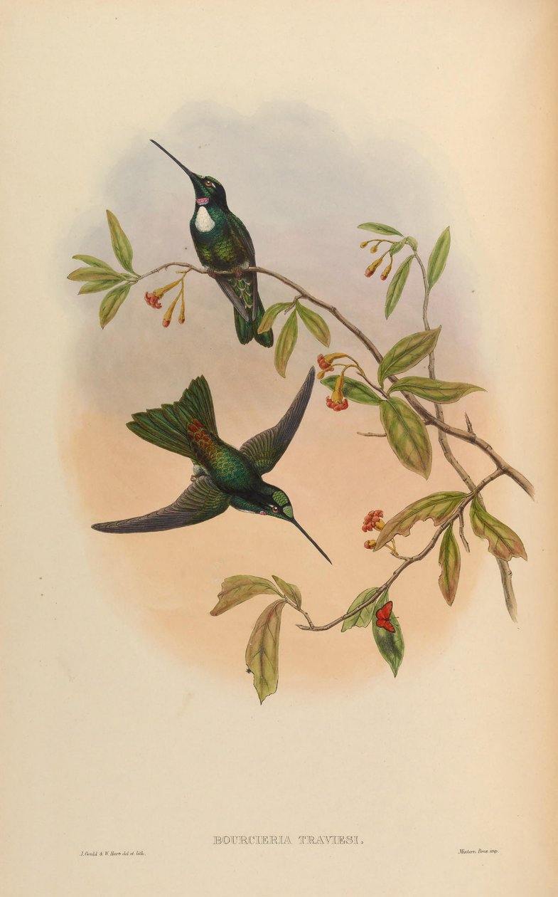 Bourcrieria insectivora = Coeligena torquata torquata de John Gould