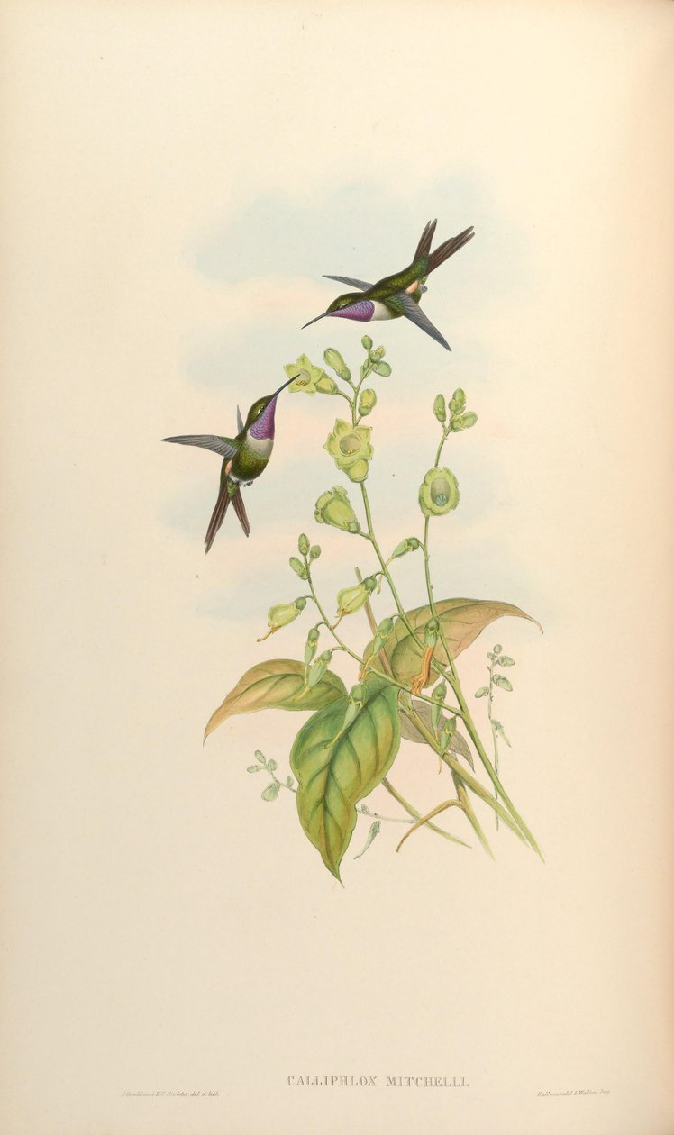 Calliphlox mitchelli de John Gould