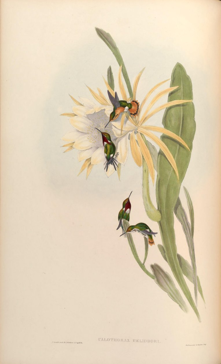 Calothorax heliodor = Chaetocercus heliodor de John Gould
