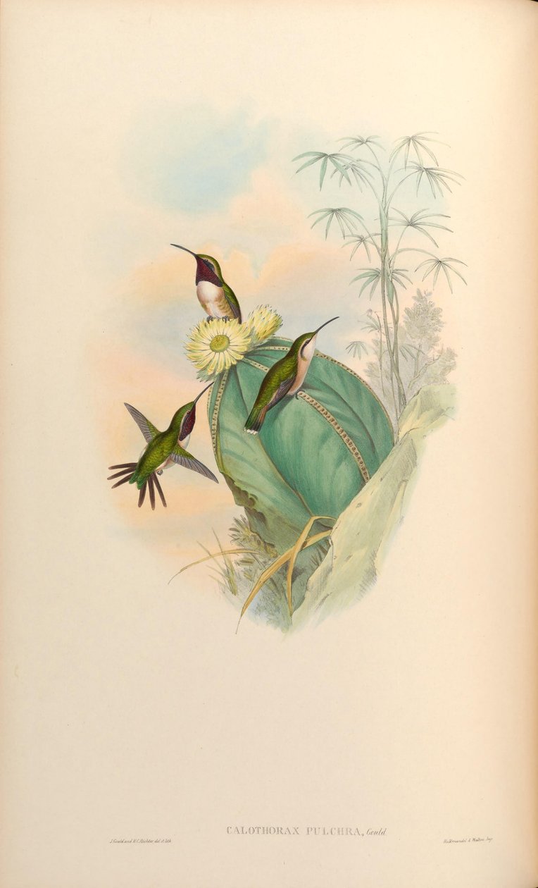 Calothorax pulcher de John Gould