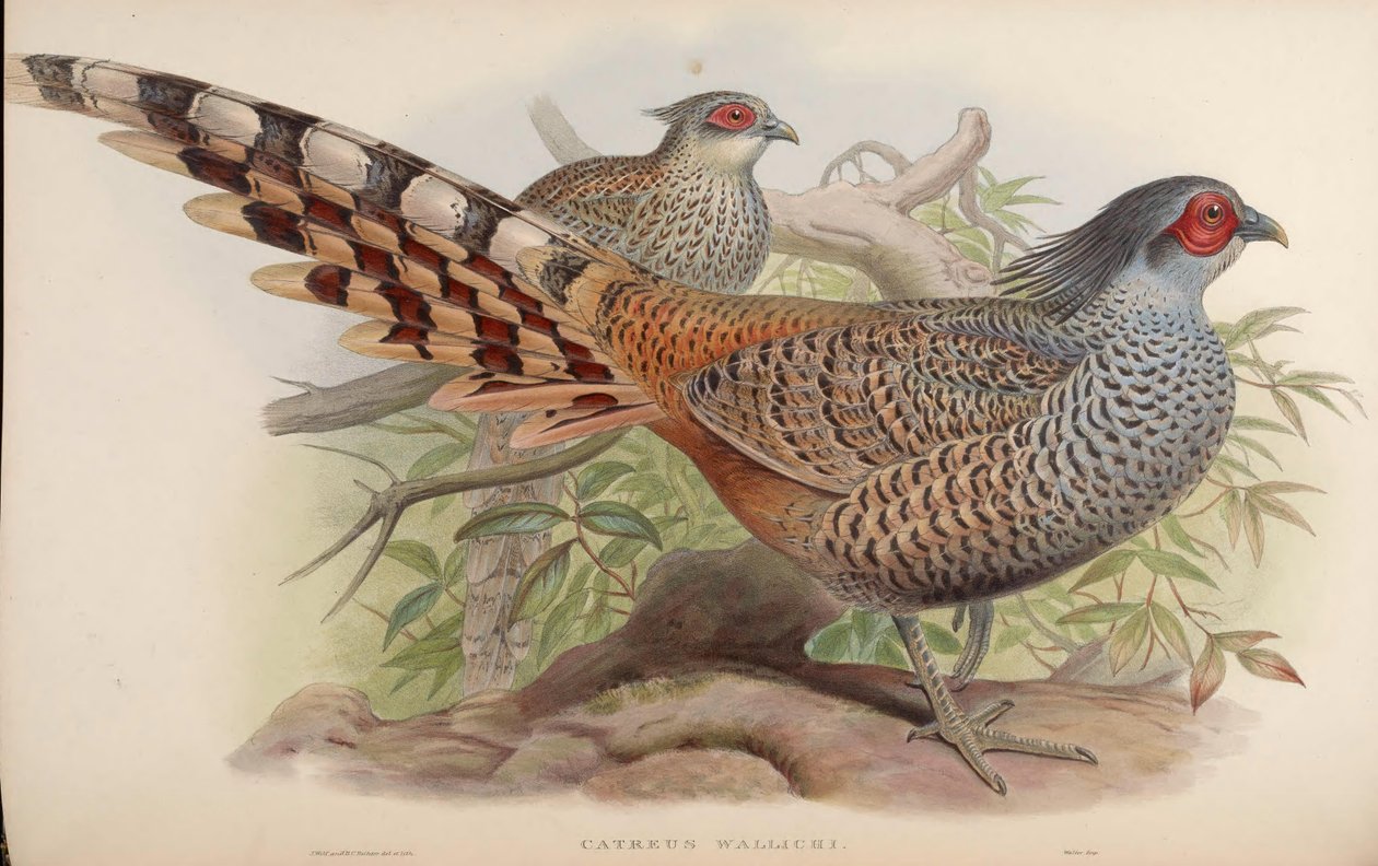 Catreus wallichi de John Gould