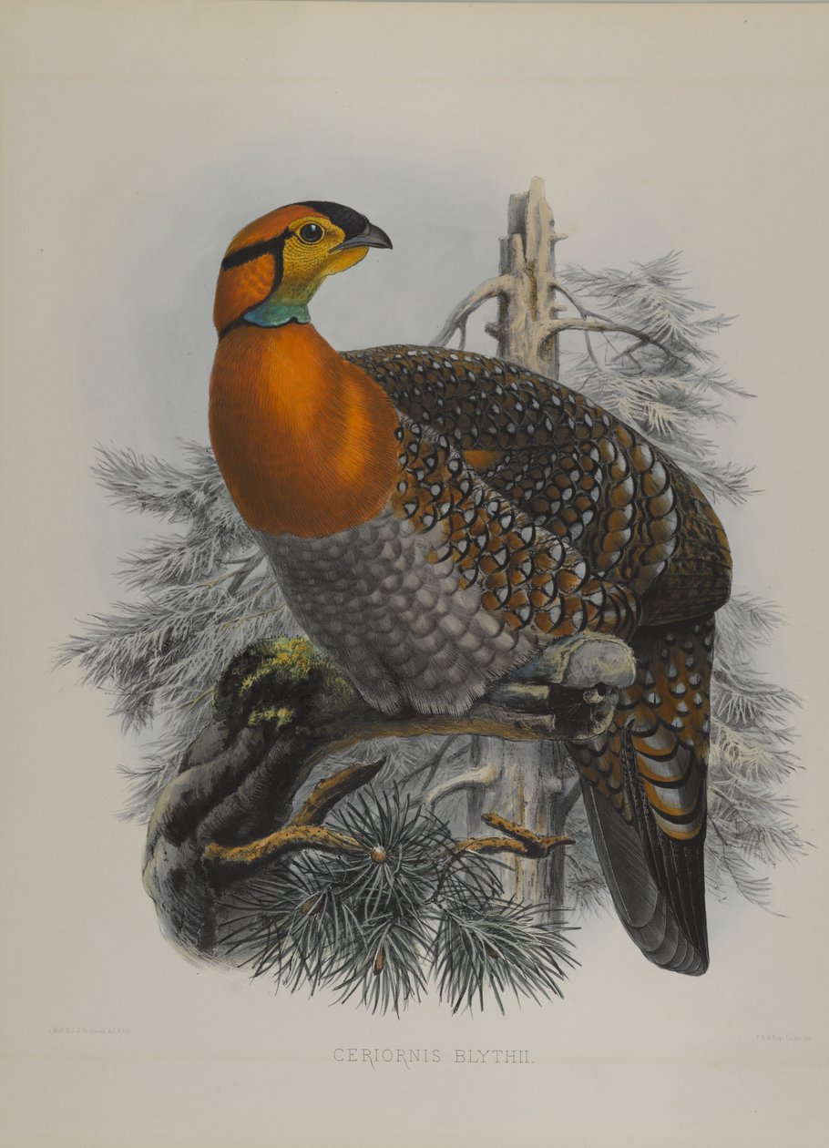 Ceriornis Blythii: Trazapán de Blyth de John Gould