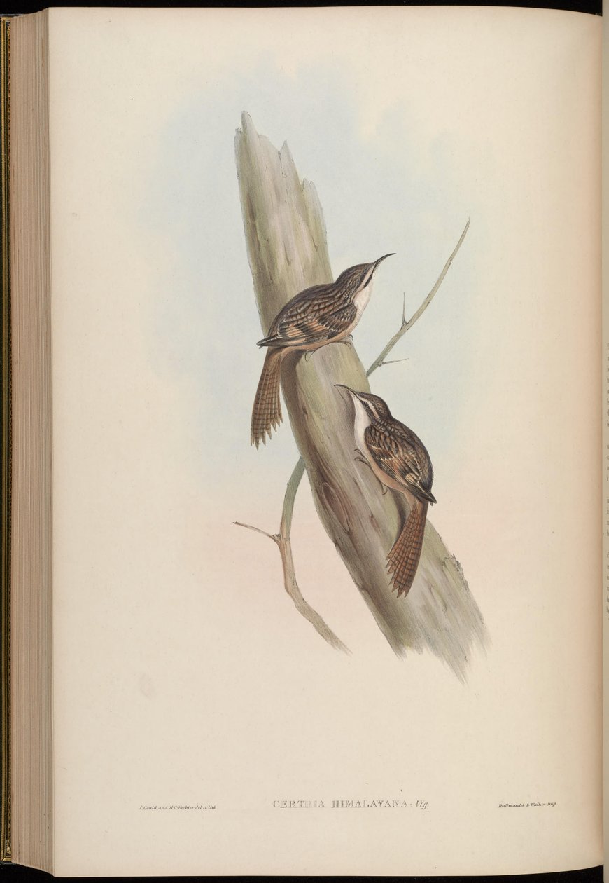 Certhia himalayana de John Gould