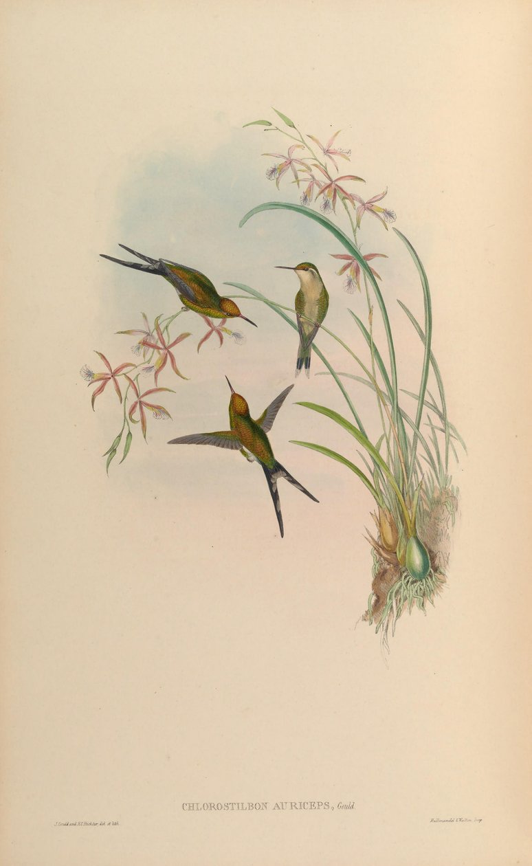Chlorostilbon auriceps de John Gould