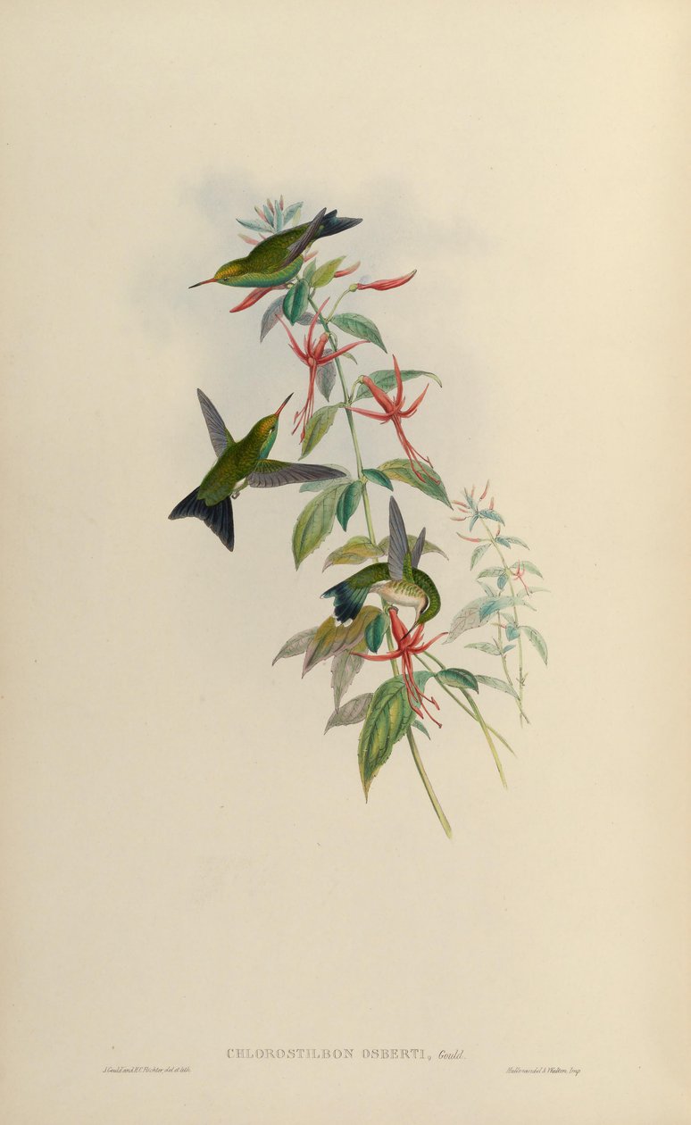 Chlorostilbon osberti de John Gould