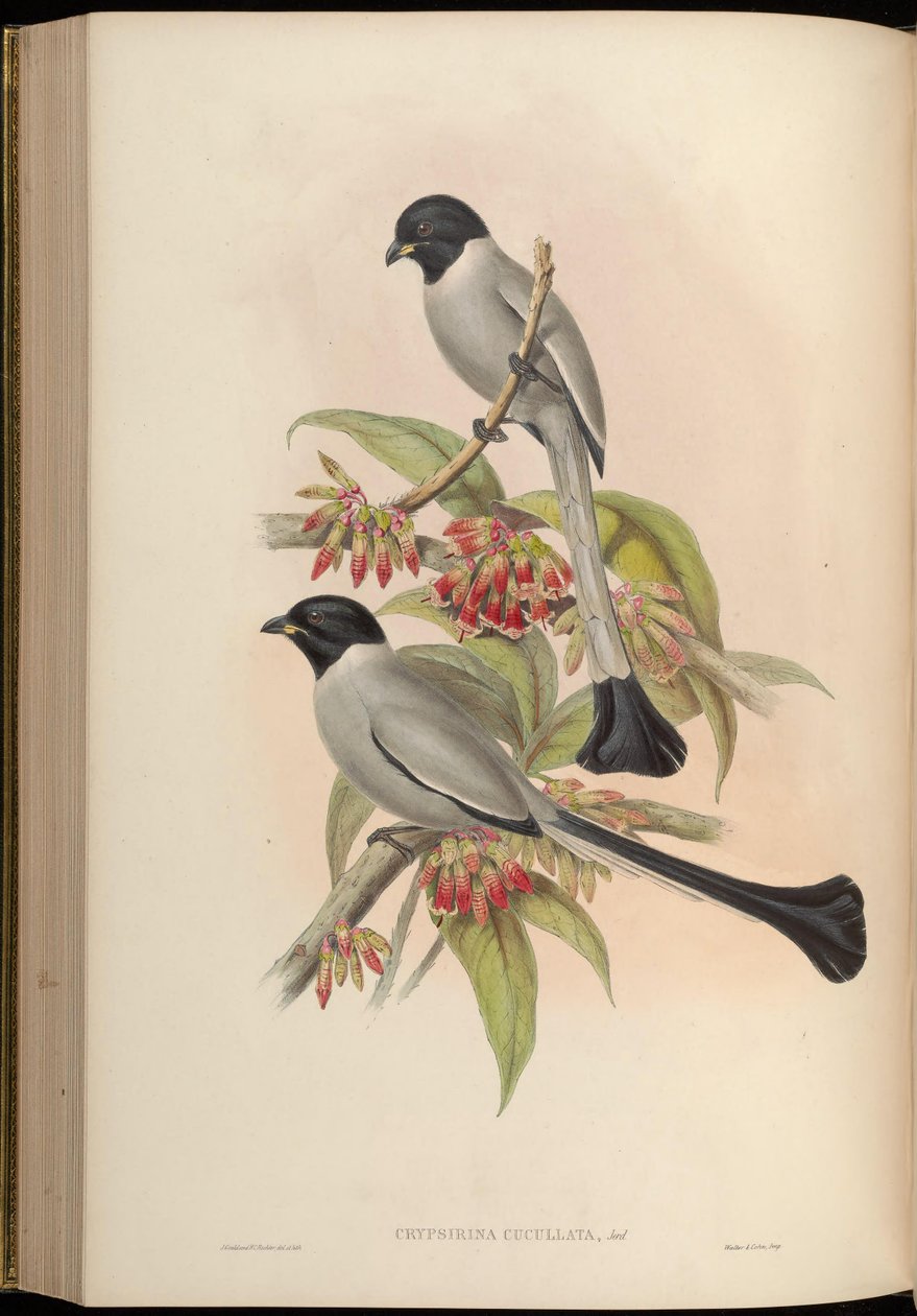 Chrypsirhina cucullata de John Gould