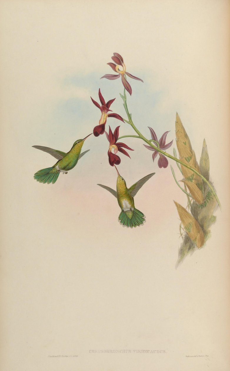 Chrysobronchus viridicauda = Amazilia viridicauda de John Gould