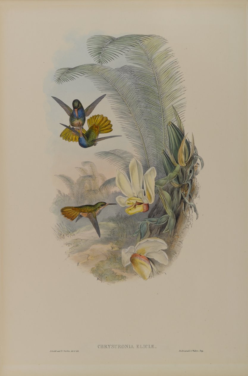 Chrysuronia Eliciae: Cola Dorada de Elicia de John Gould