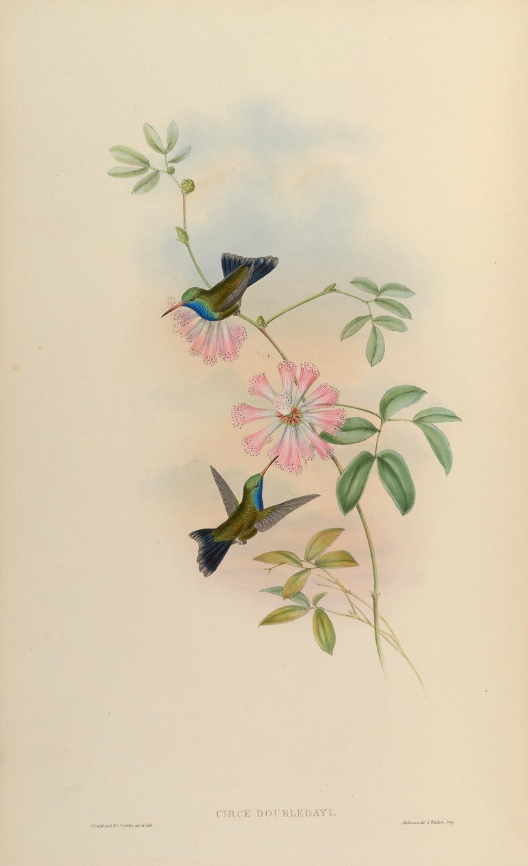 Circe doubledayi de John Gould
