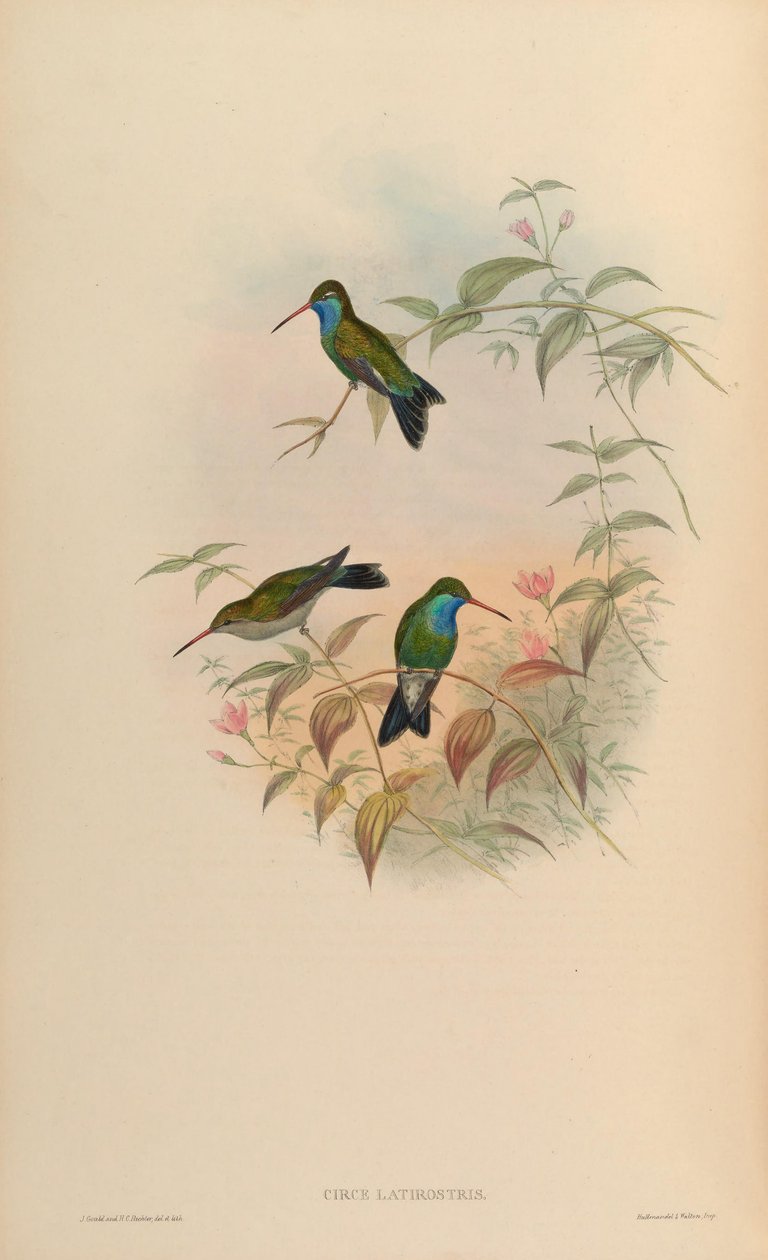 Circe latirostris de John Gould