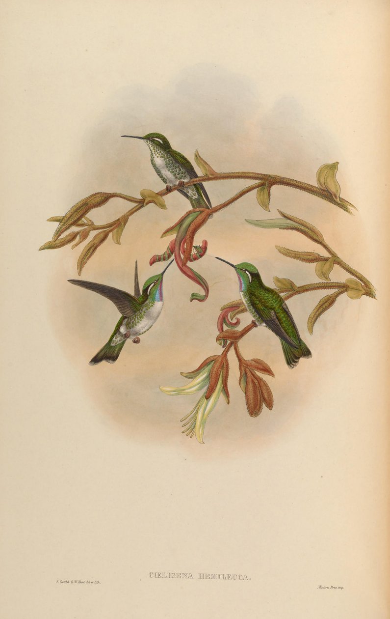 Coeligena hemileuca = Lampornis hemileucus de John Gould