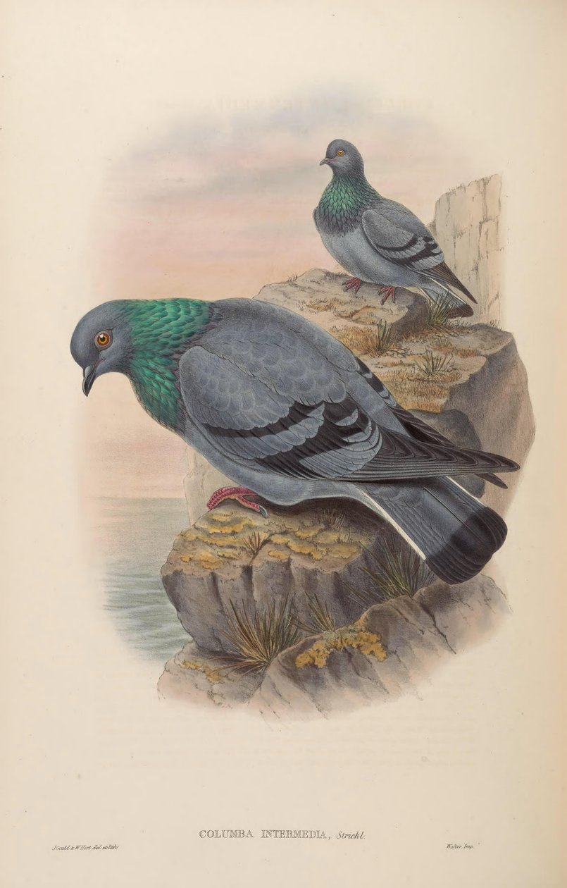 Columba intermedia de John Gould