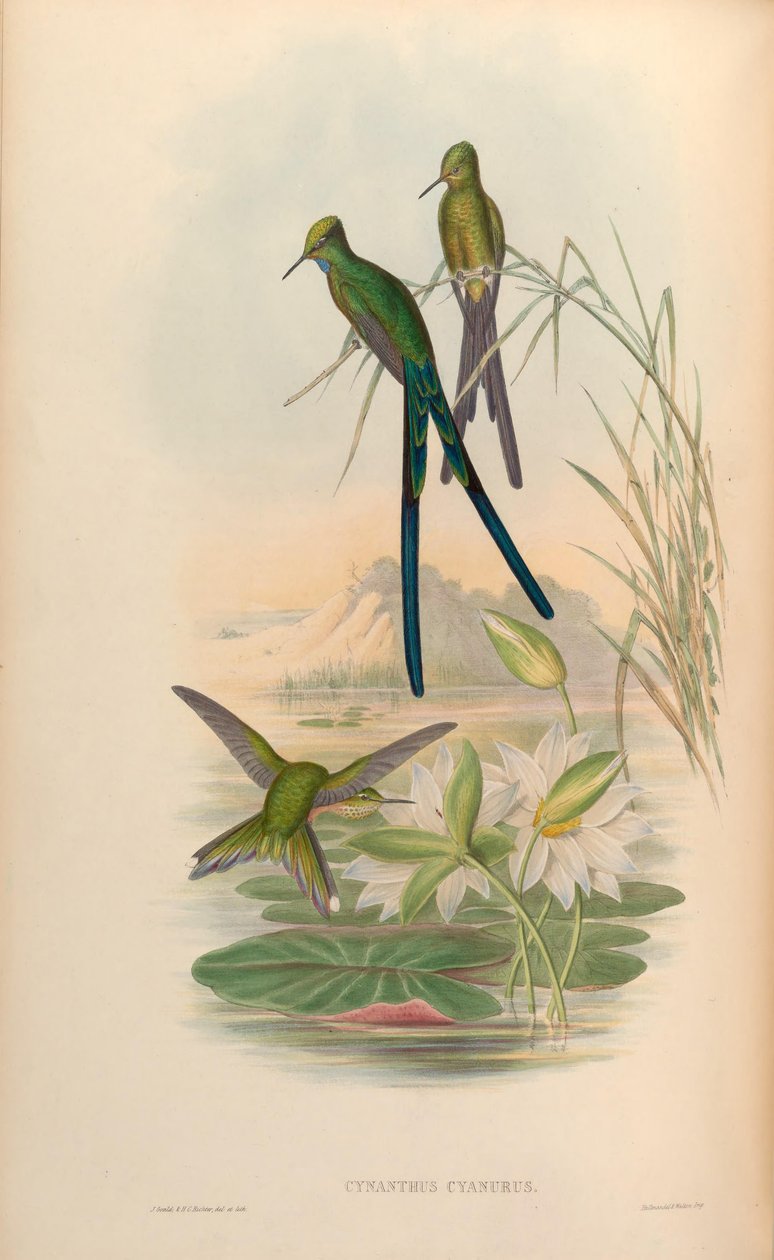 Cynanthus cyanurus = Aglaiocercus kingi de John Gould