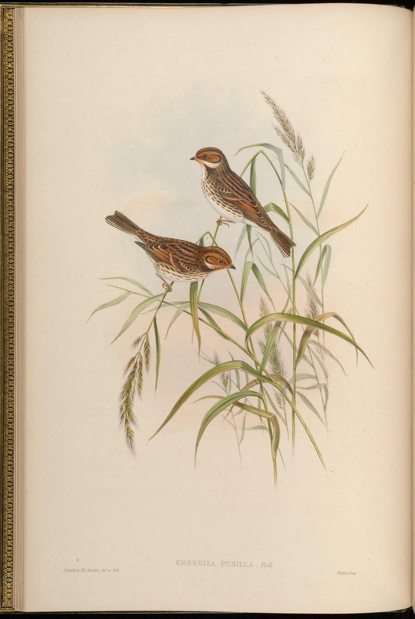 Emberiza pusilla de John Gould