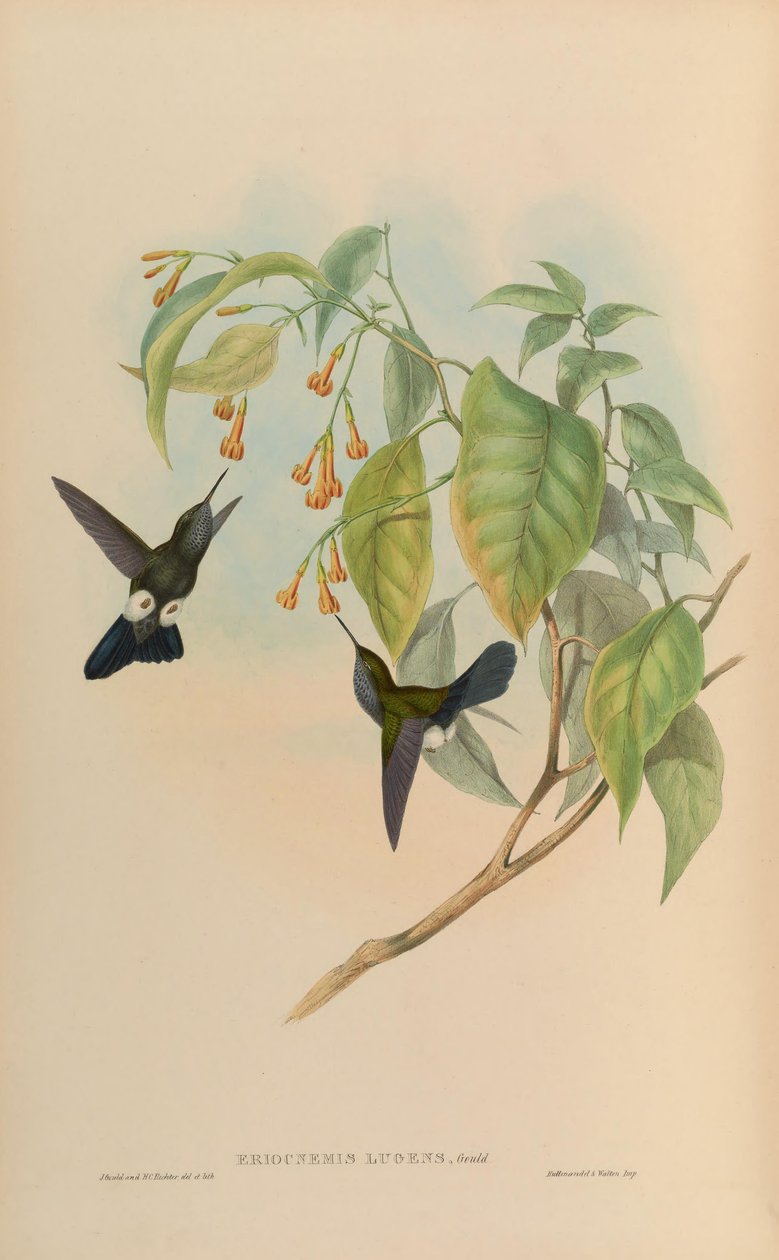 Eriocnemis lugens = Haplophaedia lugens de John Gould