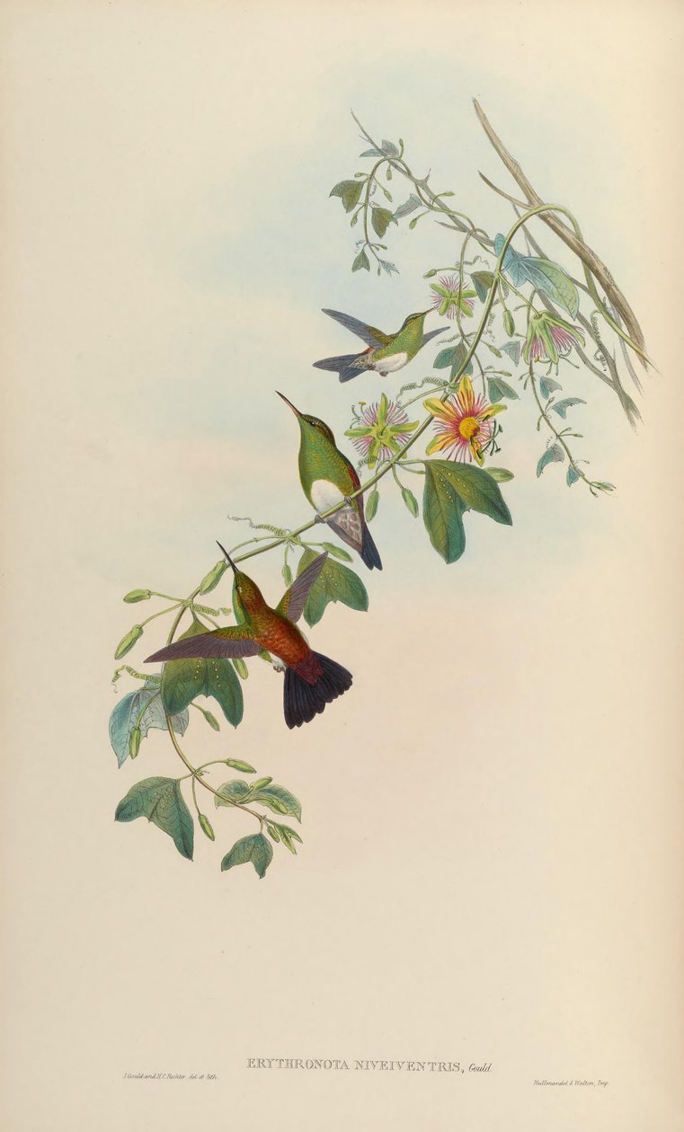 Erythronota niveiventris = Amazilia edward niveiventris de John Gould