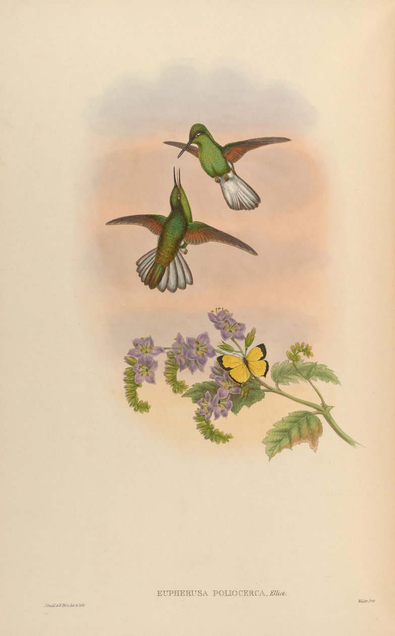 Eupherusa poliocerca de John Gould
