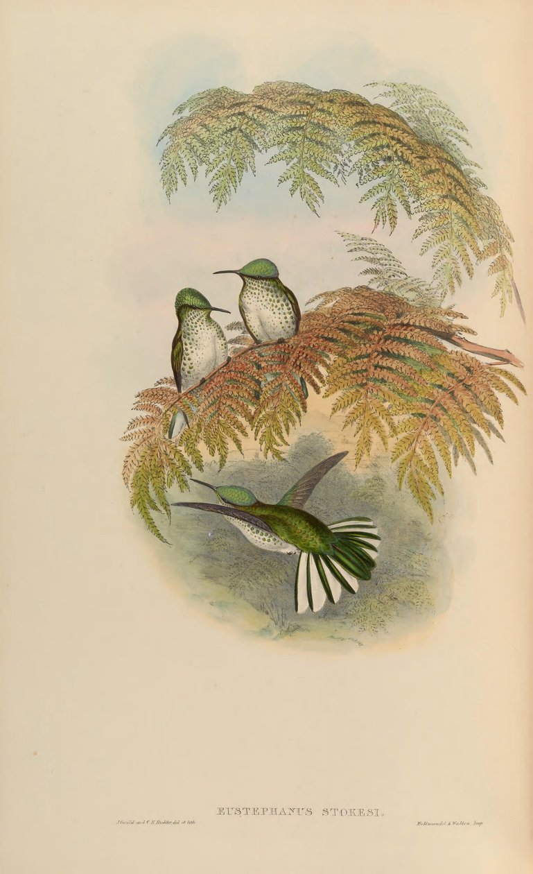 Eustephanus stokesi = Sephanoides sephaniodes de John Gould
