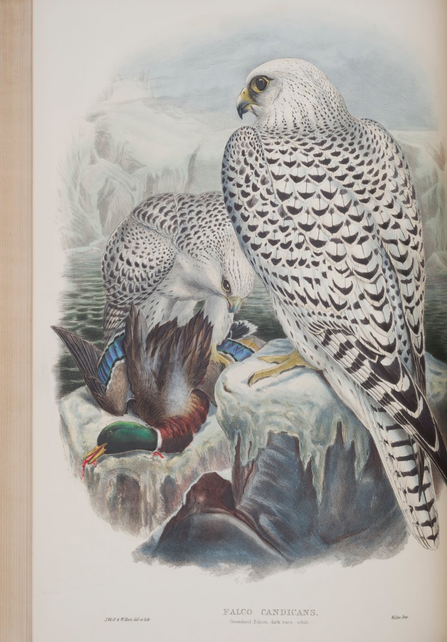 Falco Candicans, lámina de Las aves de Gran Bretaña de John Gould, publicado 1862-73 de John Gould