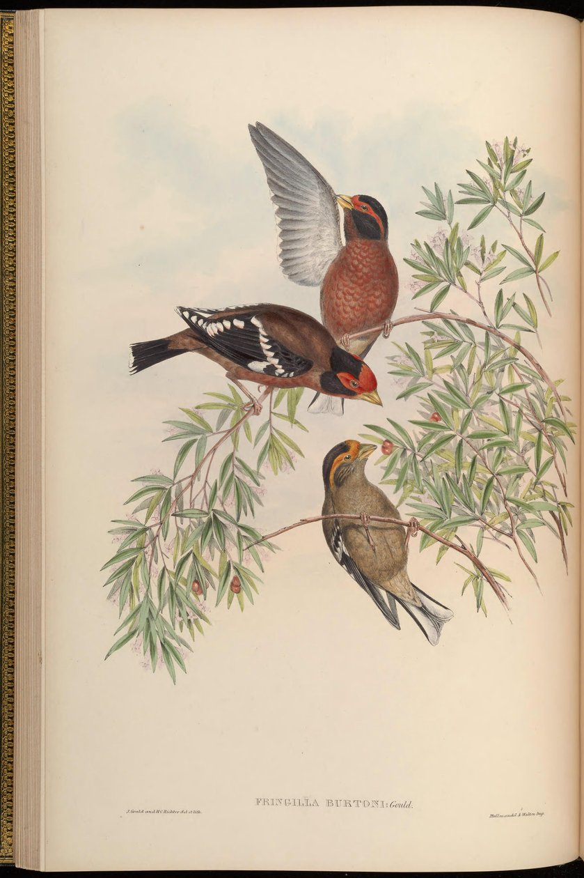 Fringilla burtoni de John Gould