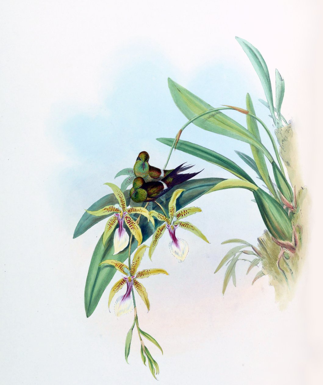 Gouldia laetitiae = Discosura letitiae con Oncidium hastilabium de John Gould