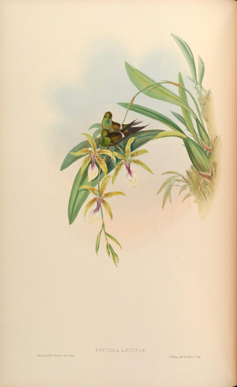 Gouldia laetitiae = Discosura letitiae con Oncidium hastilabium de John Gould
