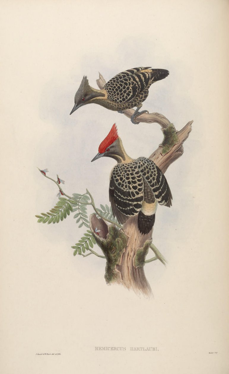 Hemicercus hartlaubi = Hemicircus concretus sordidus de John Gould