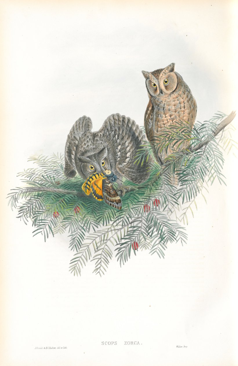 Ilustración de Scops Zorca (Búho de orejas) de John Gould