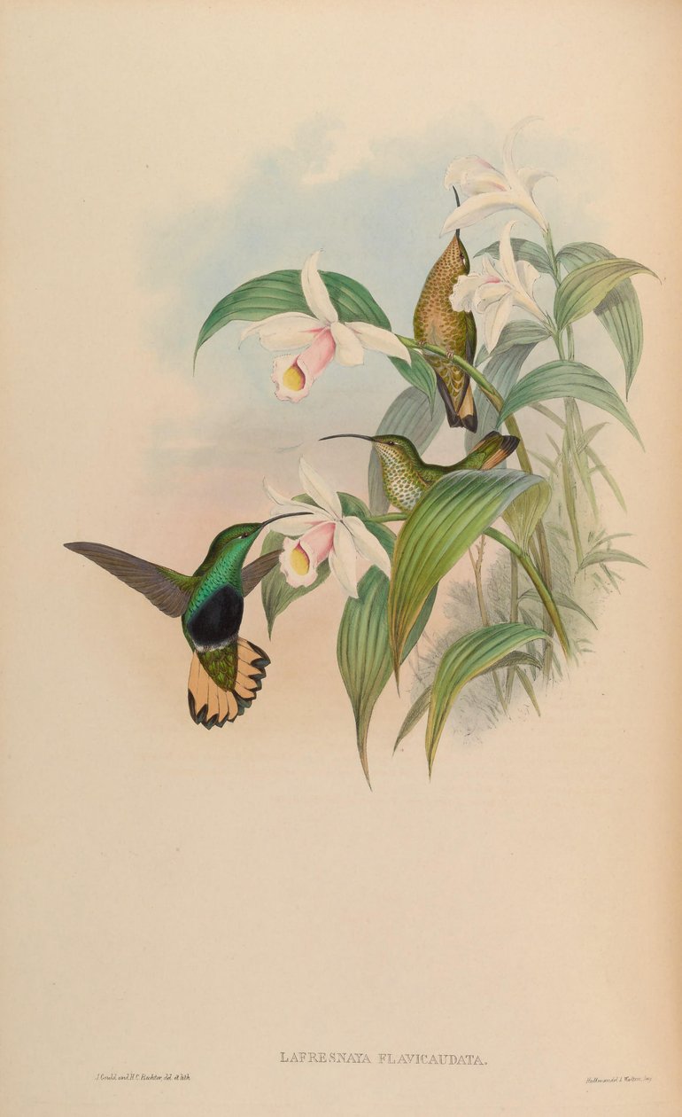 Lafresnaya flavicaudata = Lafresnaya lafresnayi flavicaudata de John Gould