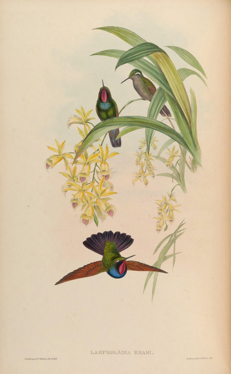 Lamprolaima rhami de John Gould