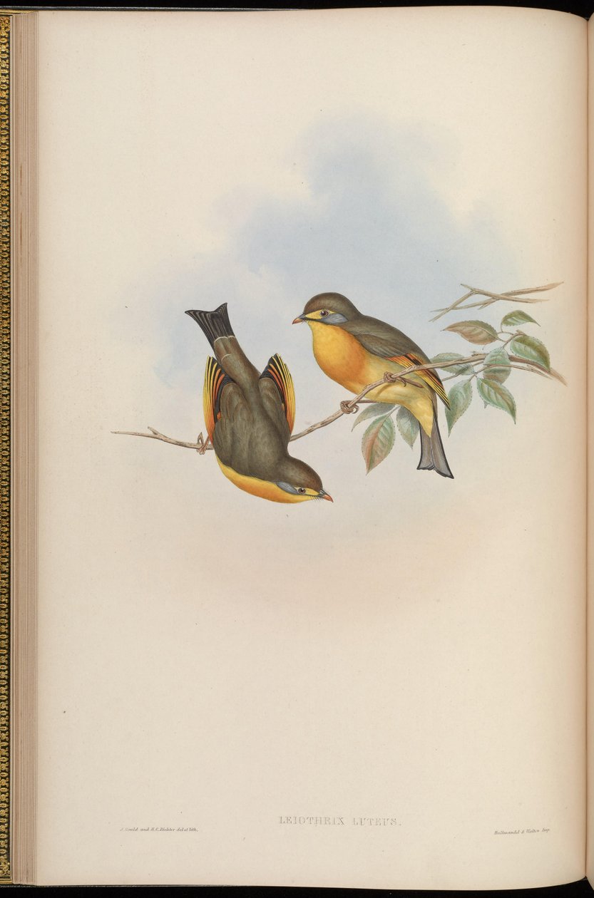 Leiothrix lutea de John Gould