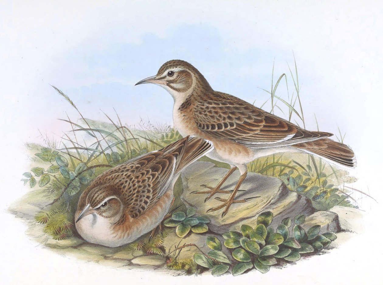 Melanocorypha maxima de John Gould