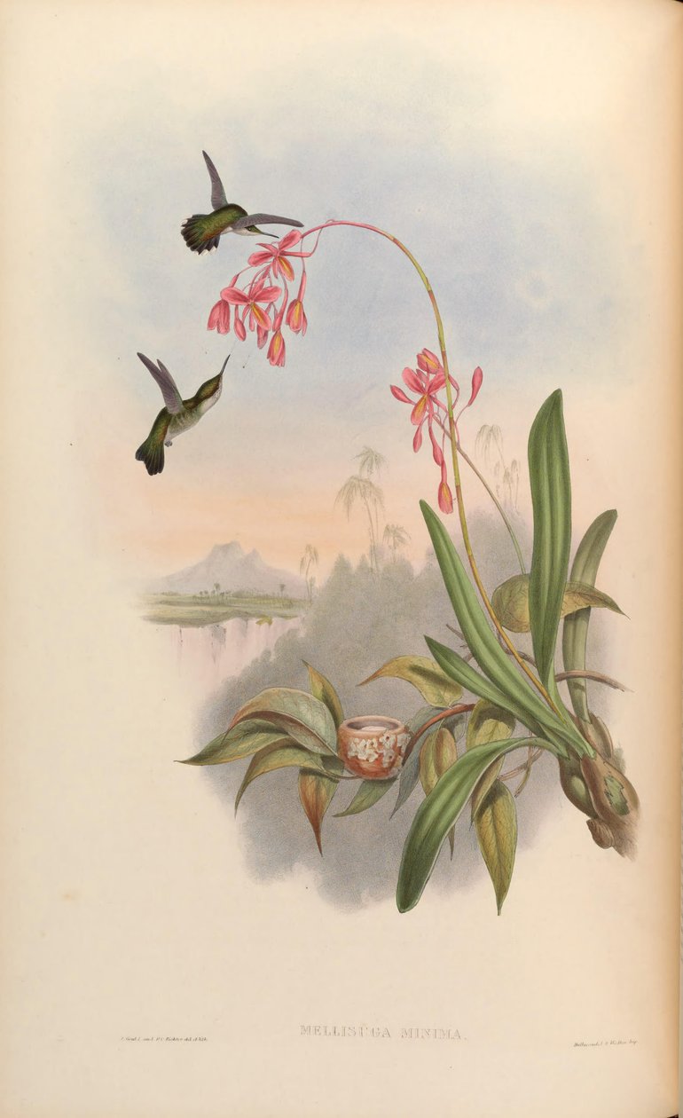 Mellisuga minima de John Gould