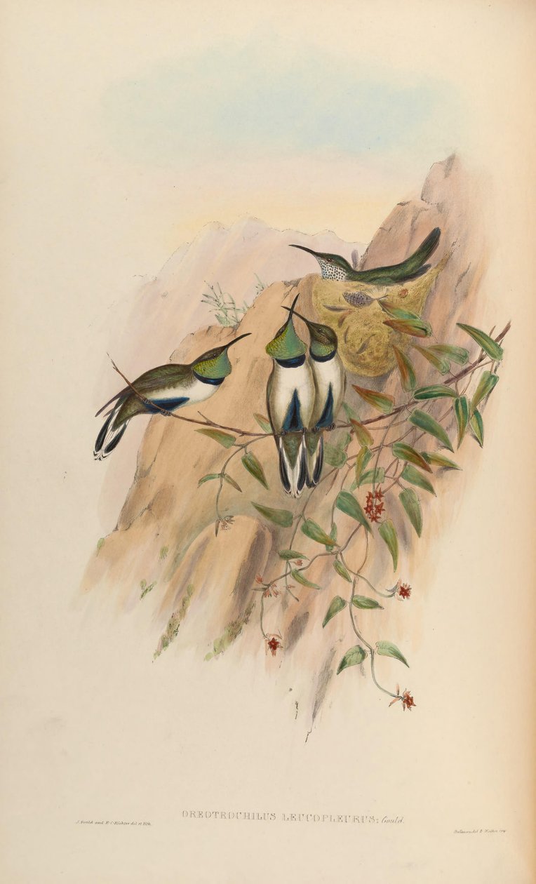 Oreotrochilus leucopleurus de John Gould