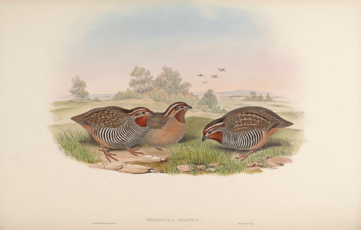 Perdicula asiatica de John Gould