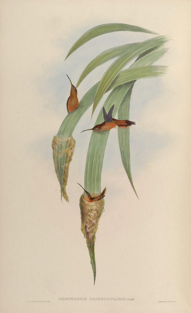 Phaethornis griseogularis de John Gould