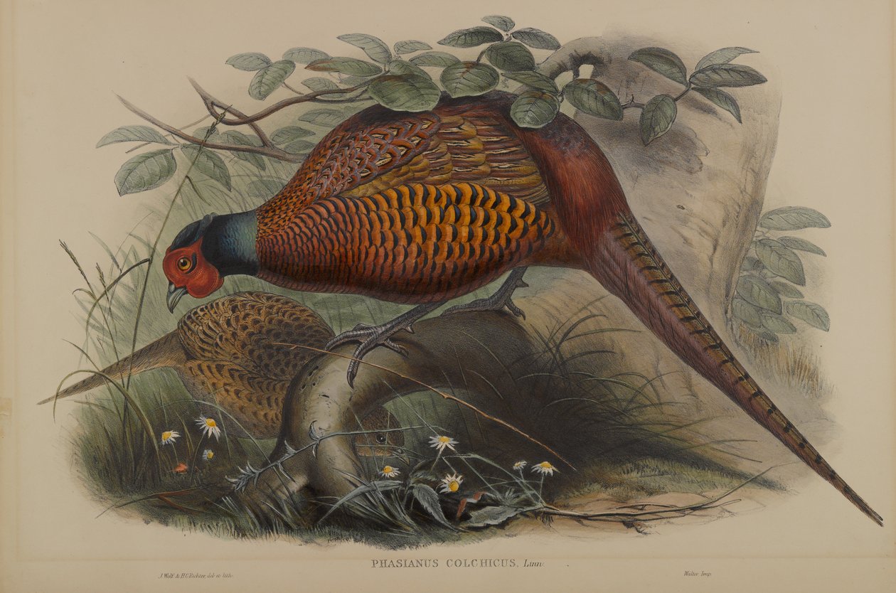 Phasianus Colchicus: Faisán común de John Gould