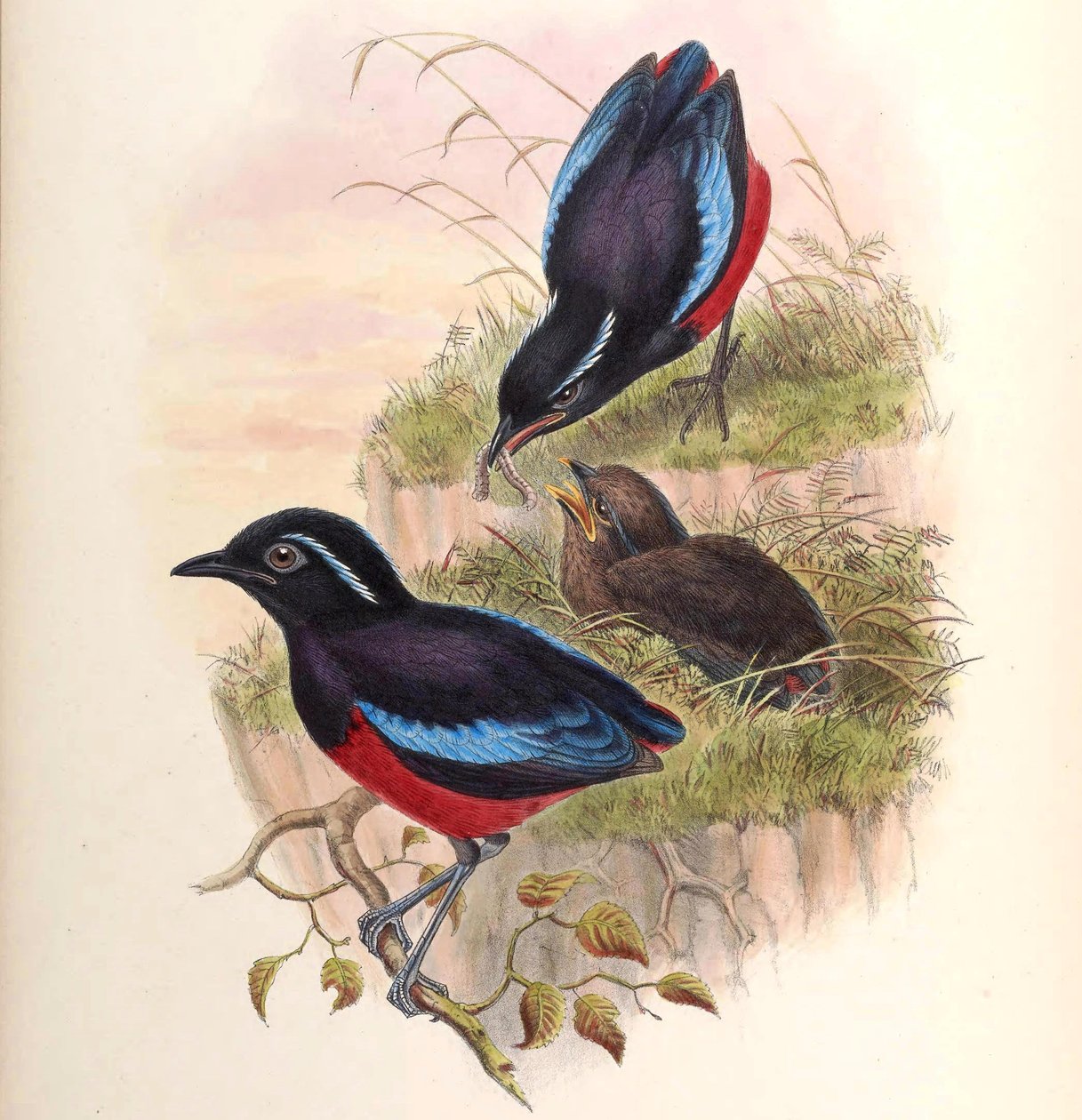 Pitta ussheri = Erythropitta ussheri de John Gould