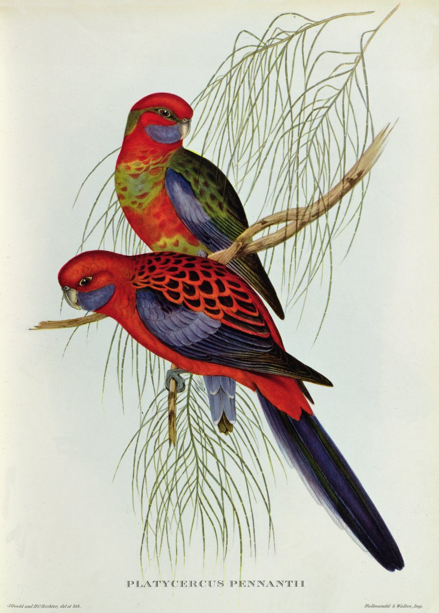Platycercus Pennantii de John Gould