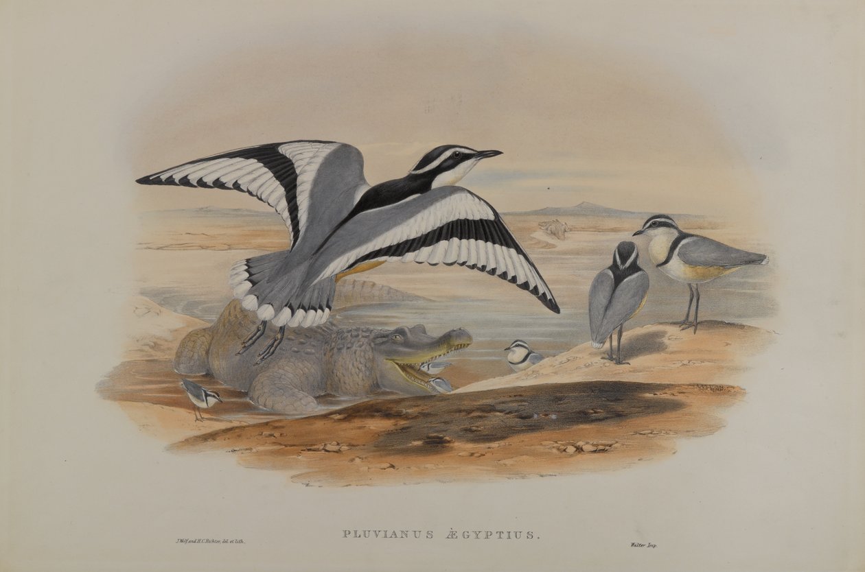 Pluvianus Aegyptius de John Gould