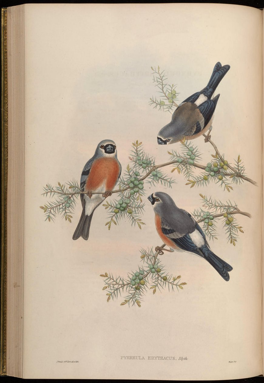 Pyrrhula erithacus de John Gould