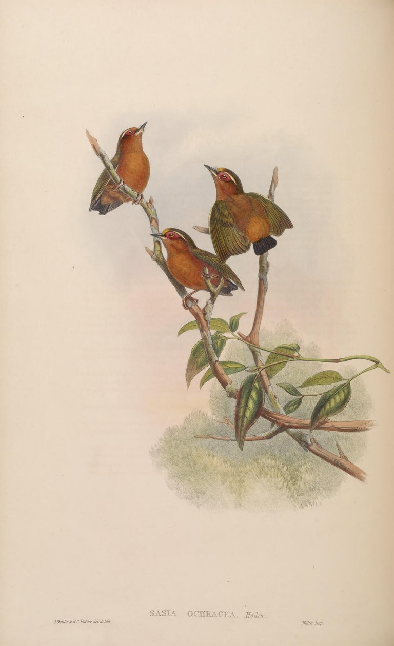 Sasia ochracea de John Gould