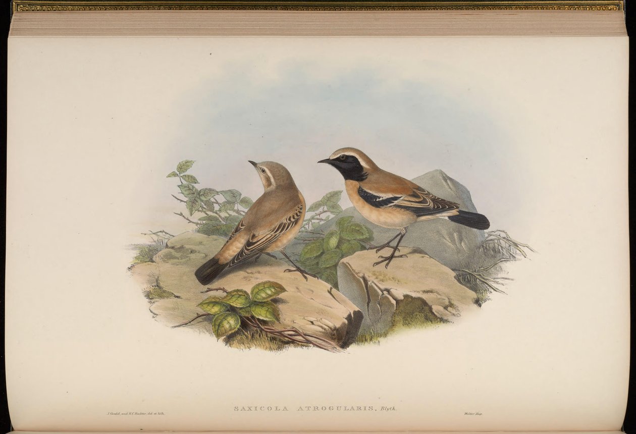 Saxicola atrogularis de John Gould