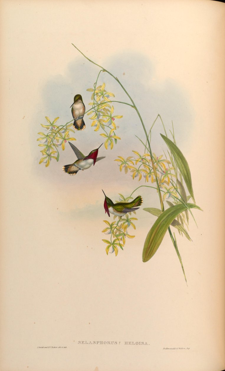 Selasphorus heloisa = Atthis heloisae de John Gould
