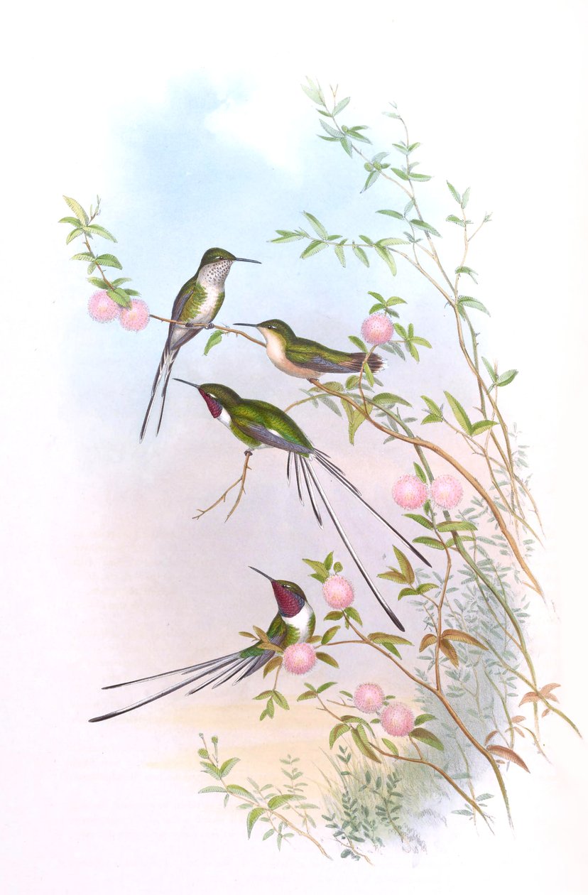 Thaumastura cora en Colibríes de John Gould de John Gould