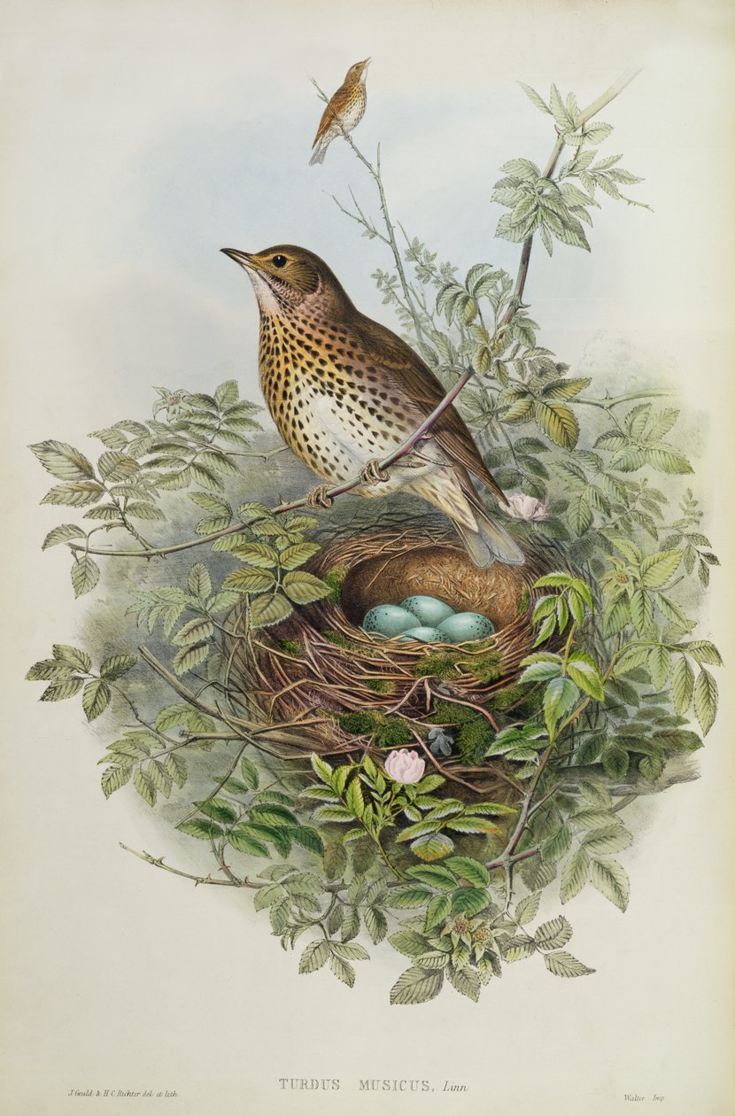 Zorzal, 1873 de John Gould