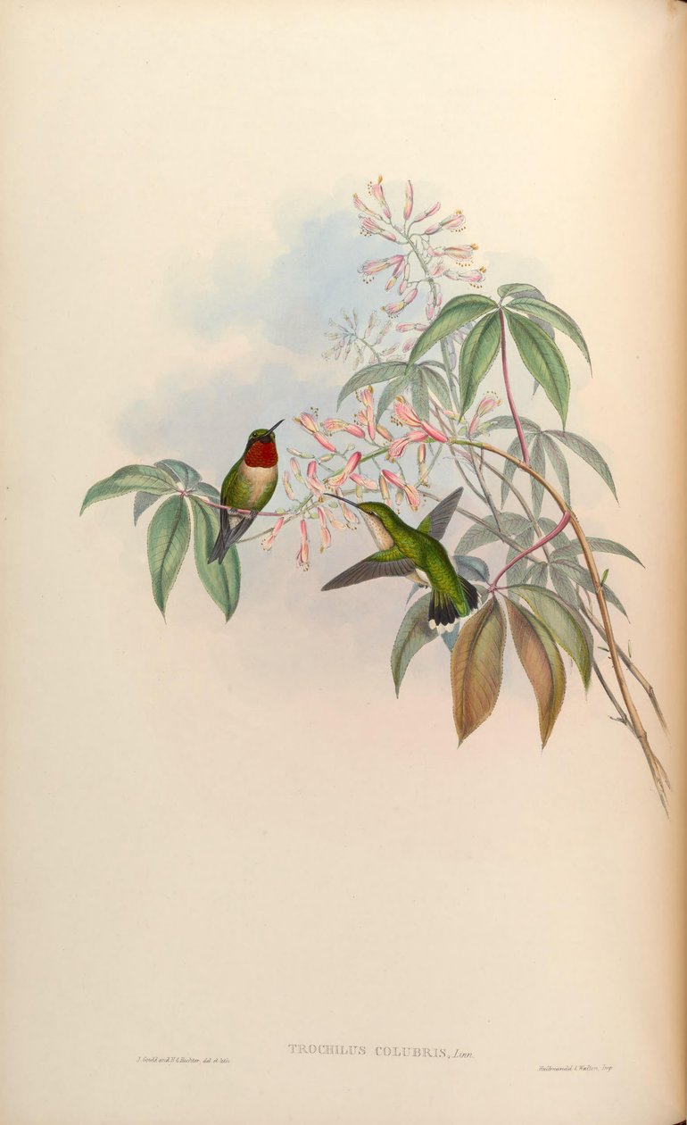 Trochilus colubris = Archilochus colubris de John Gould