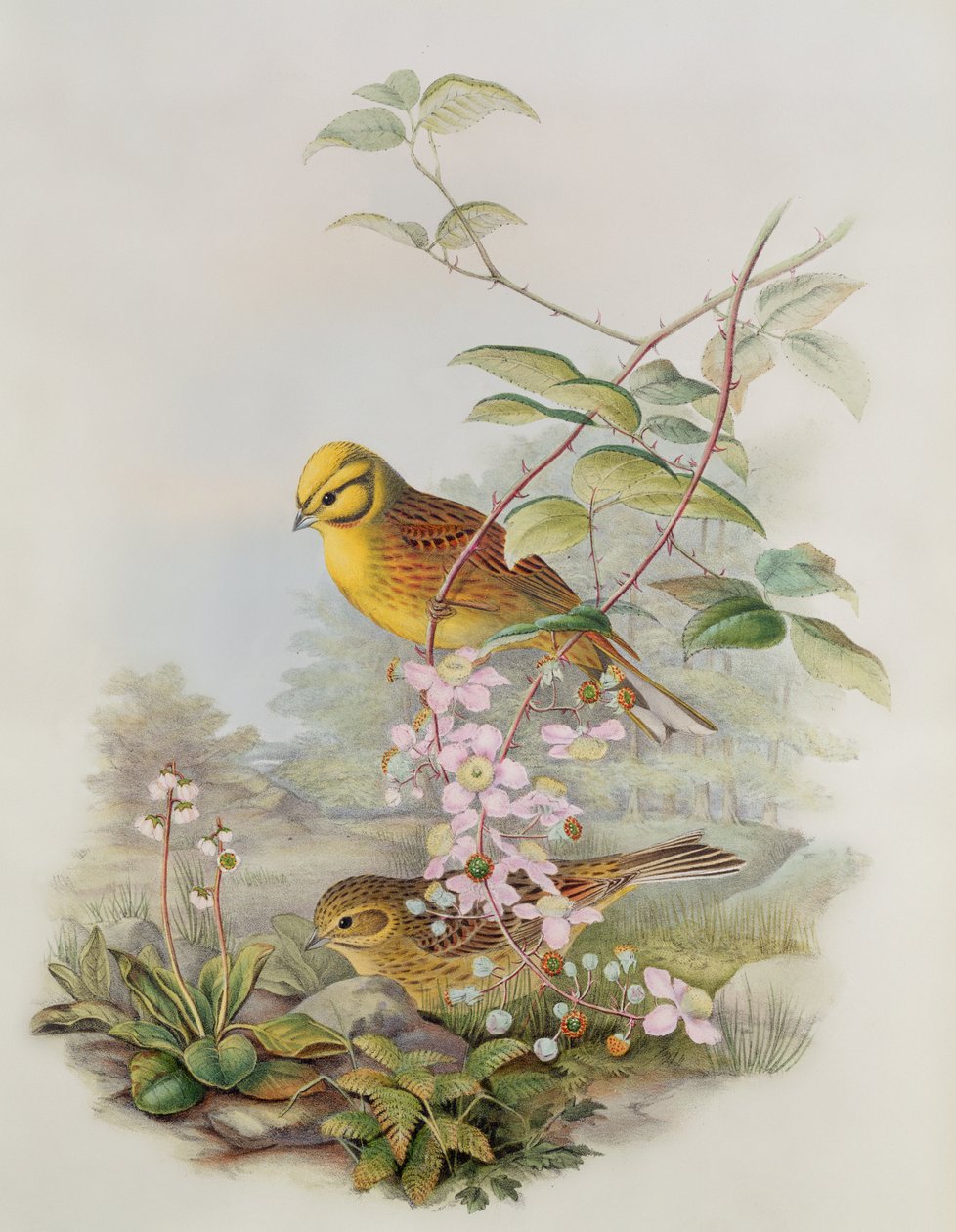 Escribano cerillo, 1873 de John Gould
