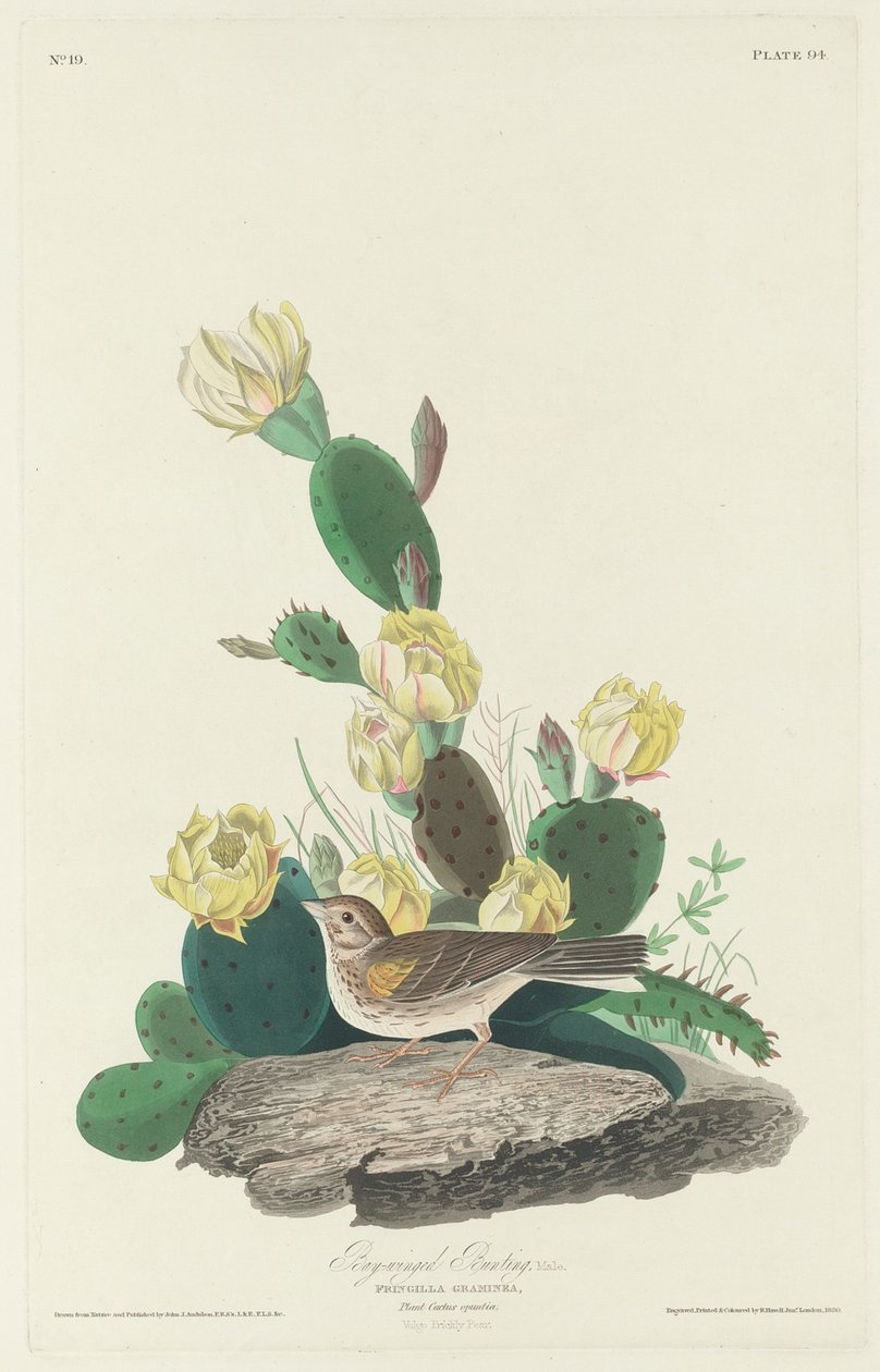 Escribano alirrojo, 1830 de John James Audubon