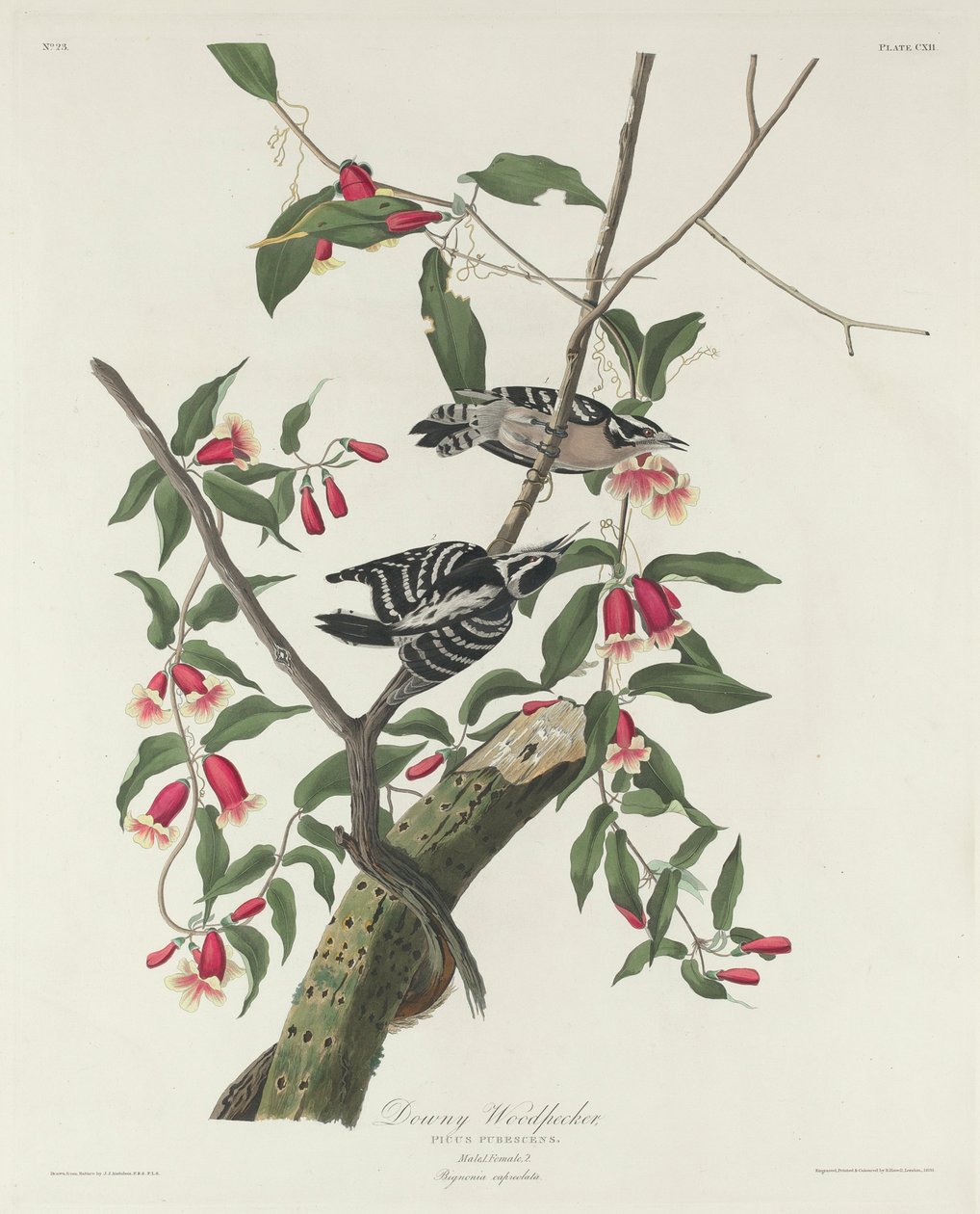 Carpintero velloso, 1831 de John James Audubon